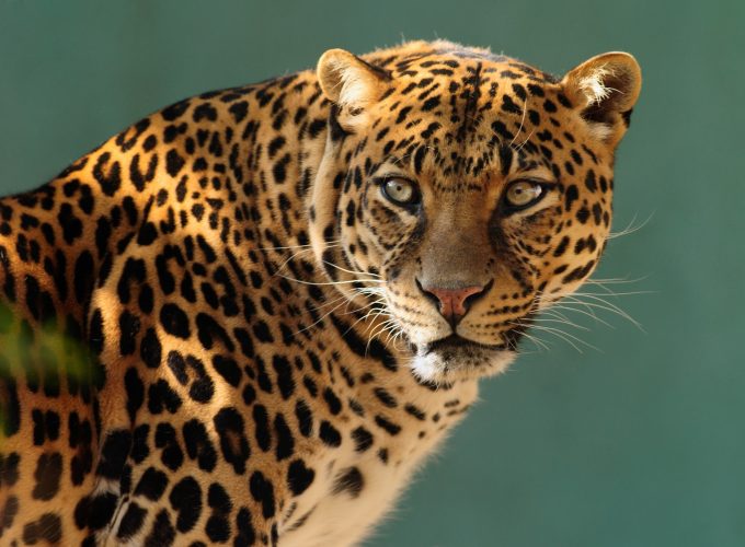 Wallpaper jaguar, wild, cat, face, Animals 600628445